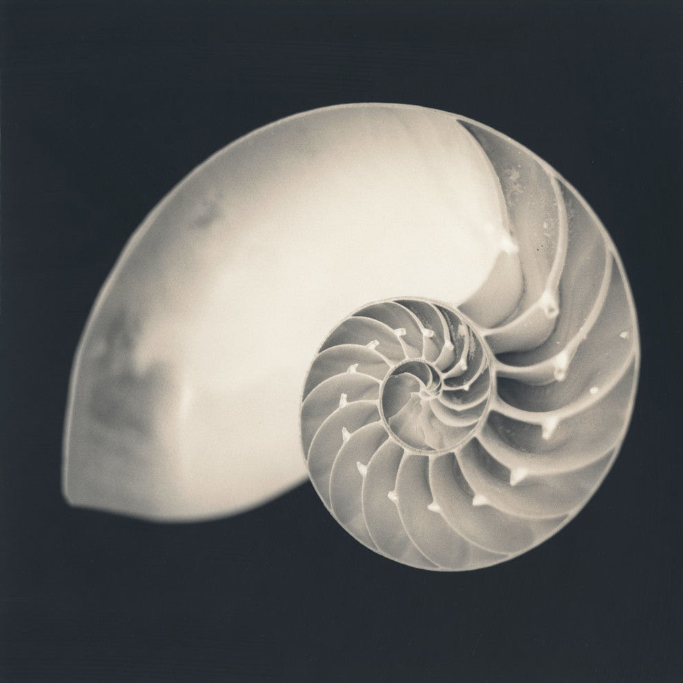 "Shell I" Fine Art Canvas Print, 54"x54"