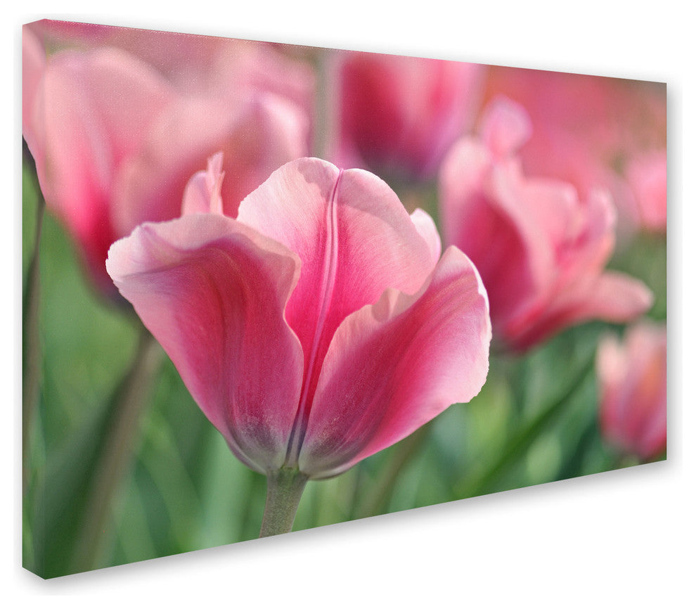 Cora Niele ''Tulip Mirella Pink'' Canvas Art