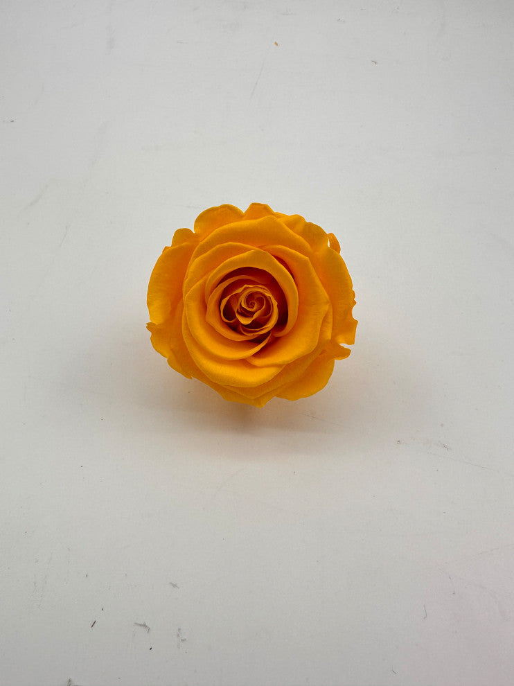 Regular Preserved Roses, Set of 8, Sunny Yellow