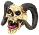 Skull of The Horned Beast