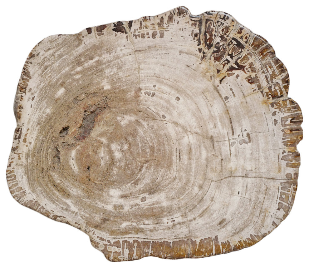 Rustic Petrified Wood Stump Stool Table
