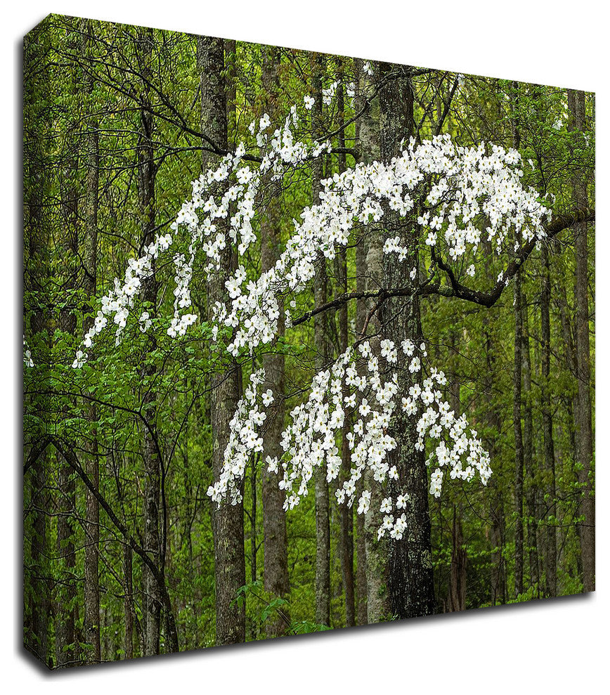 Dogwood Tree by David Hammond, Print on Canvas, 18"x14"