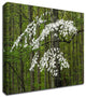 Dogwood Tree by David Hammond, Print on Canvas, 18"x14"