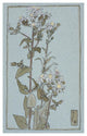 "Aster on Green Ground" Digital Paper Print by Hannah Borger Overbeck, 30"x46"