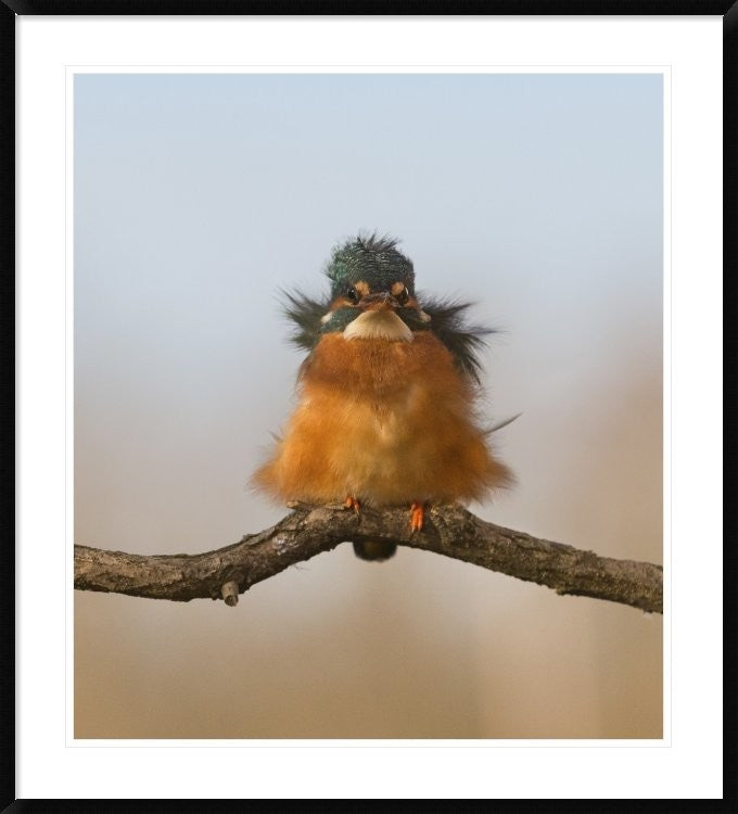 "Against Wind" Framed Digital Print by Cheng Chang, 40x44"
