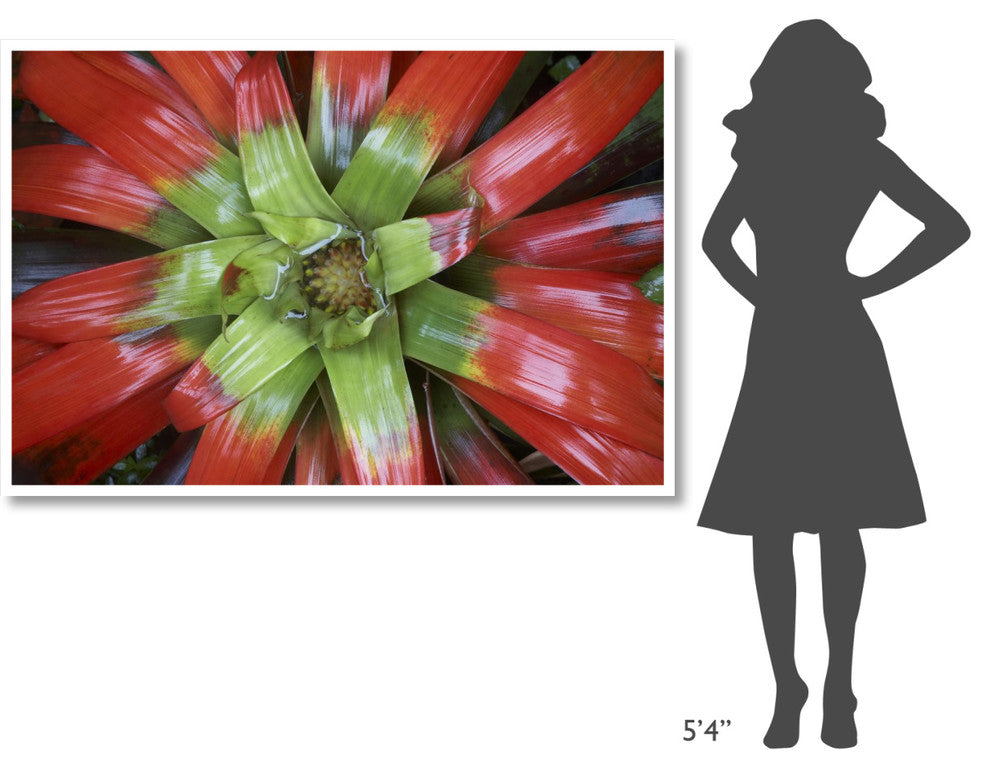 "Bromeliad flower, Costa Rica" Digital Paper Print by Tim Fitzharris, 62"x42"