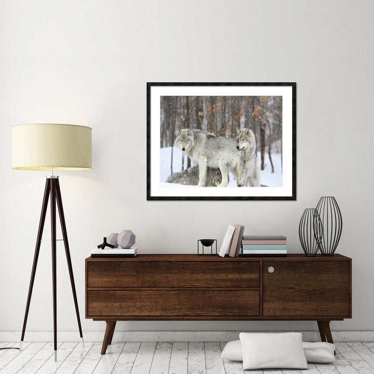 "Grey wolves huddle together during a snowstorm, Quebec"  by Anonymous, 48x38"