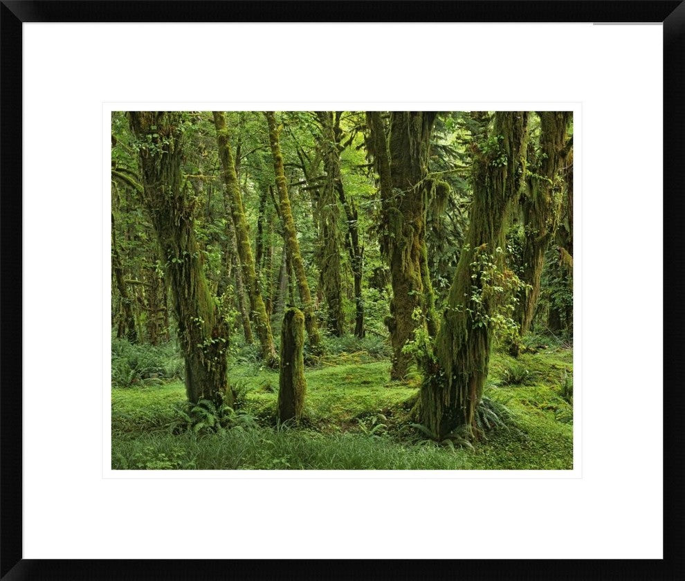 "Hoh Rainforest, Olympic National Park, Washington"  by Tim Fitzharris, 24x20"