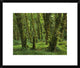 "Hoh Rainforest, Olympic National Park, Washington"  by Tim Fitzharris, 24x20"