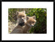 Red Fox Kits Playing, Katmai National Park, Alaska, 24"x18"
