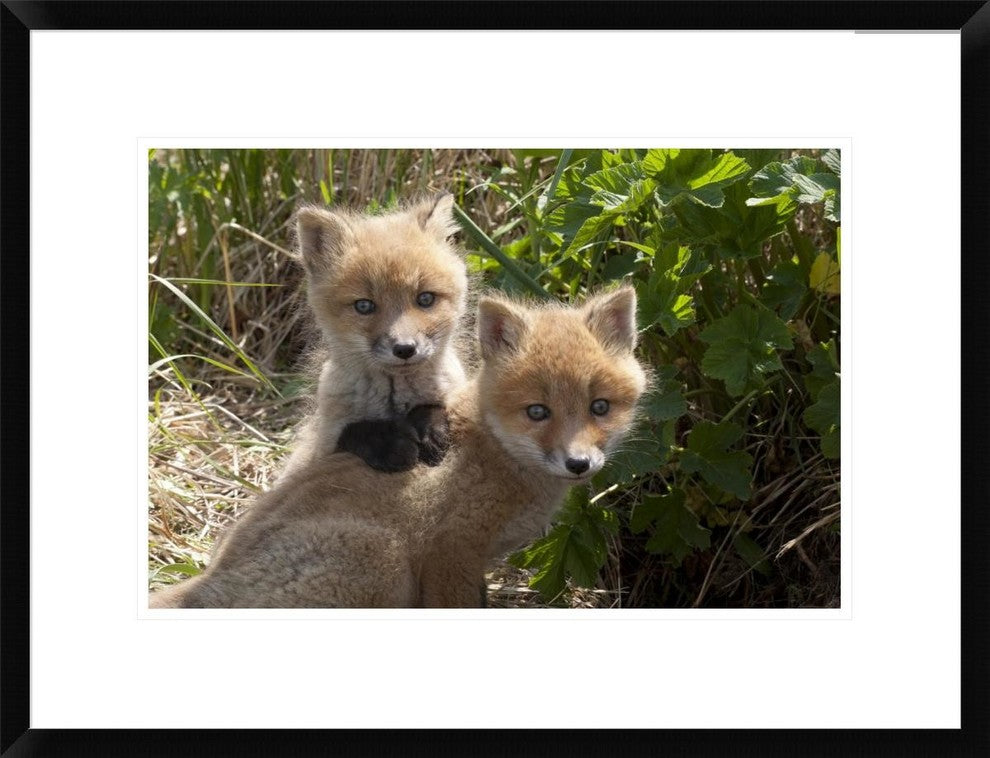 Red Fox Kits Playing, Katmai National Park, Alaska, 24"x18"