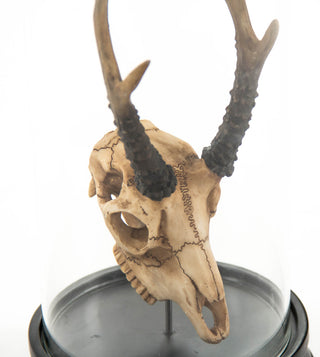 Deer Skull Statue With Cover