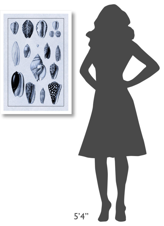 "Shells: Convoltae and Orthocerata (Blue)" Paper Print by G.B. Sowerby, 22"x32"