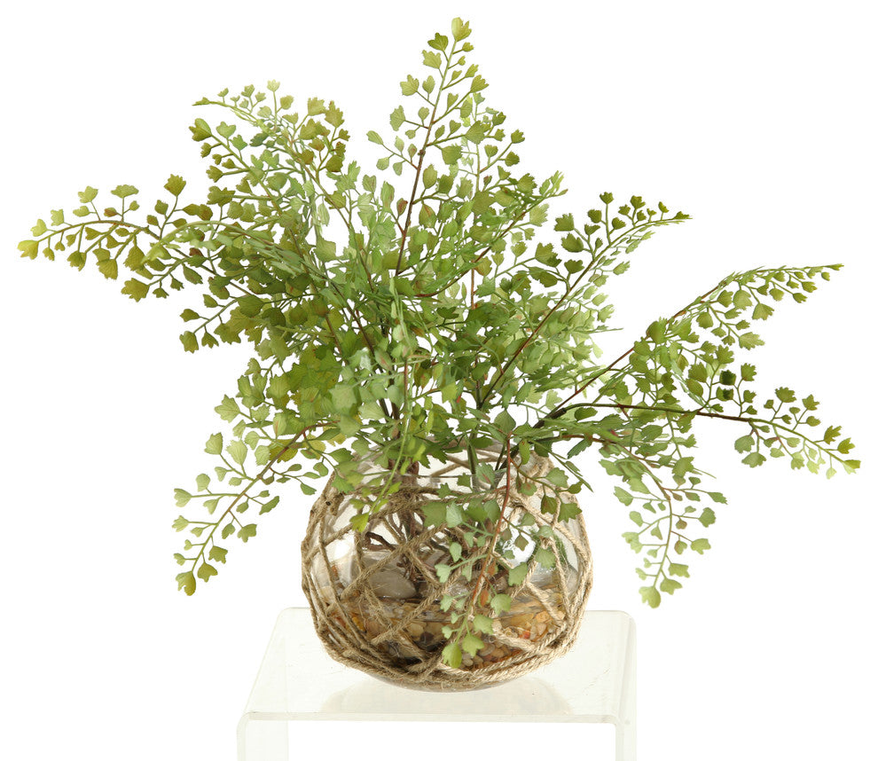 Flat Iron Fern in Glass Bowl With Seagrass Netting
