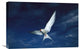 "Arctic Tern flying,  Alaska" Canvas Giclee by Michael Quinton, 24"x16"