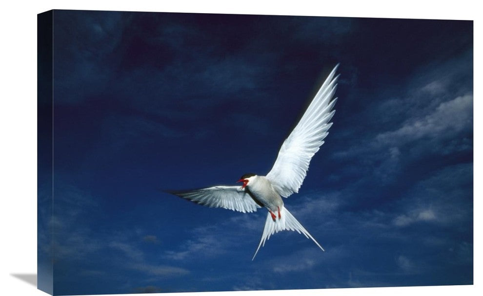 "Arctic Tern flying,  Alaska" Canvas Giclee by Michael Quinton, 24"x16"