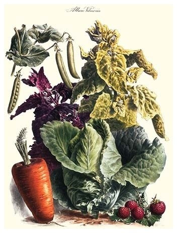 Vegetable Medley Poster, 20"x30", Paper Poster