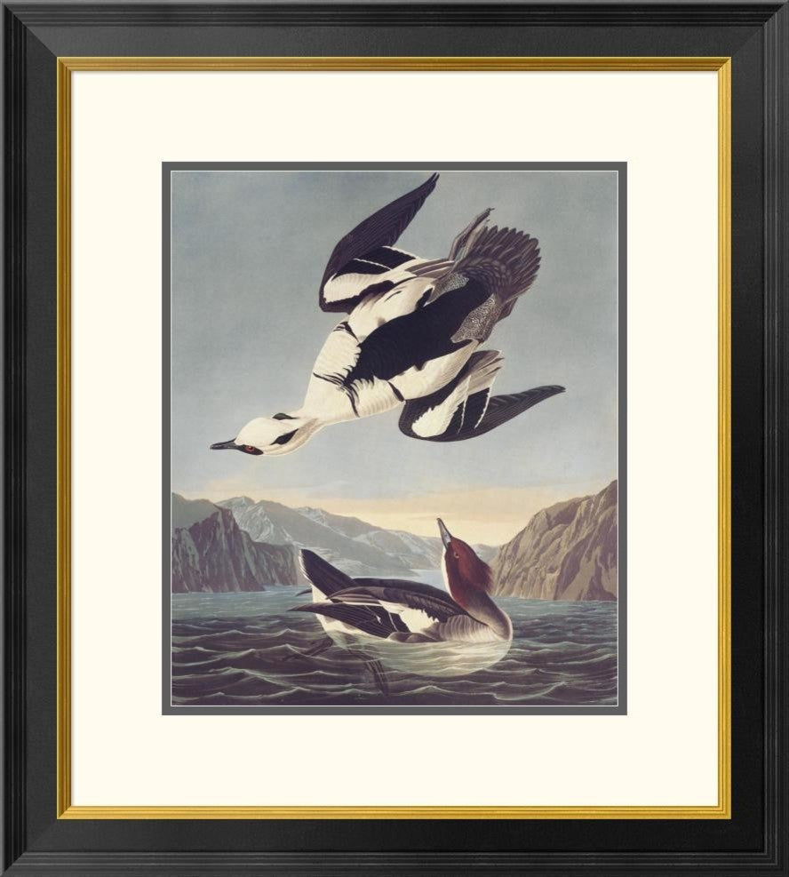 "Smew Or White Nun" Framed Digital Print by John James Audubon, 24x26"