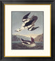 "Smew Or White Nun" Framed Digital Print by John James Audubon, 24x26"