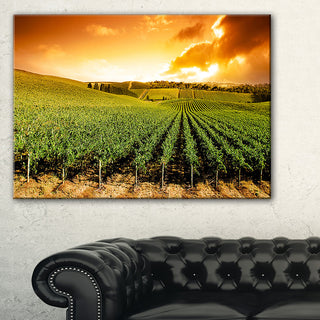 "Sunset Vineyard Panorama" Wall Art Landscape, 40"x30"