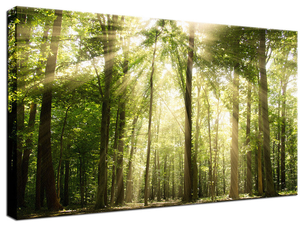 Sun Rays Through Tree Tops Rural Landscape Photo Canvas Wall Art Print, 18" X 24"