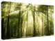 Sun Rays Through Tree Tops Rural Landscape Photo Canvas Wall Art Print, 18" X 24"