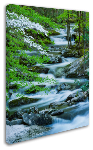 Michael Blanchette Photography 'Flowering Dogwood' Canvas Art, 18"x24"