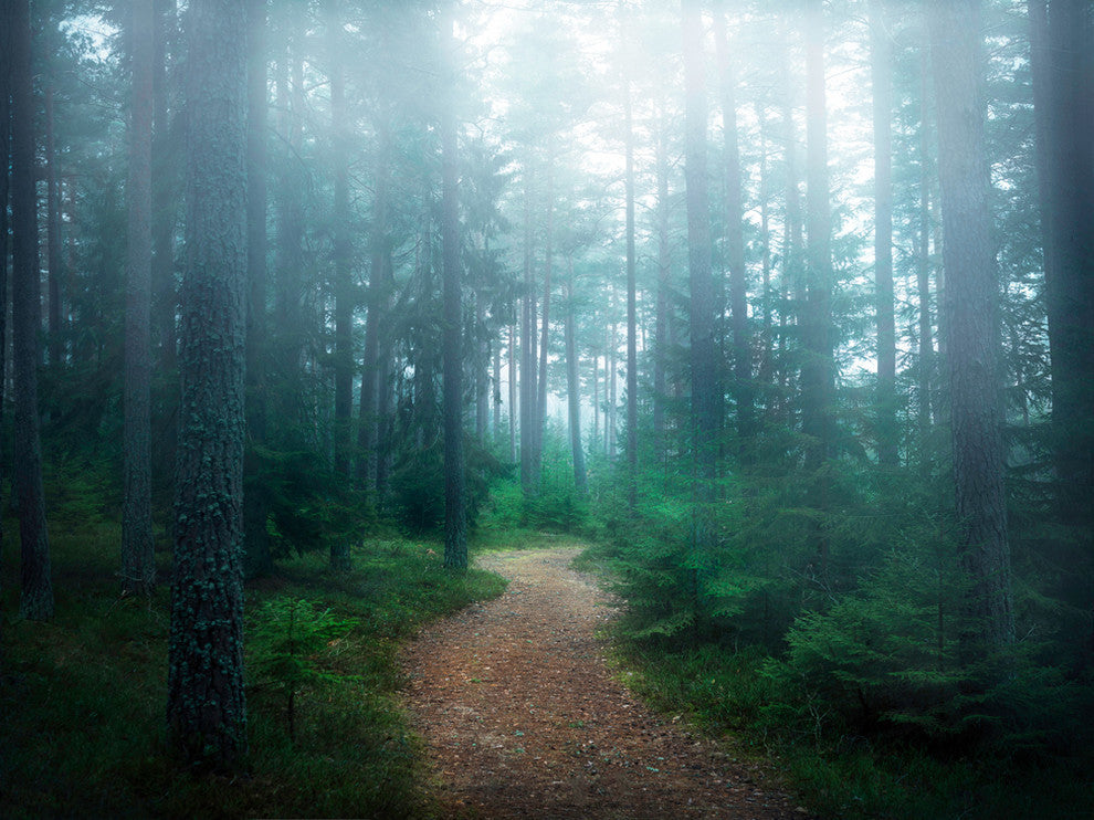 Lindsten - The forest of secrets Fine Art Giant Canvas Print, 72"x54"