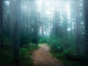 Lindsten - The forest of secrets Fine Art Giant Canvas Print, 72"x54"