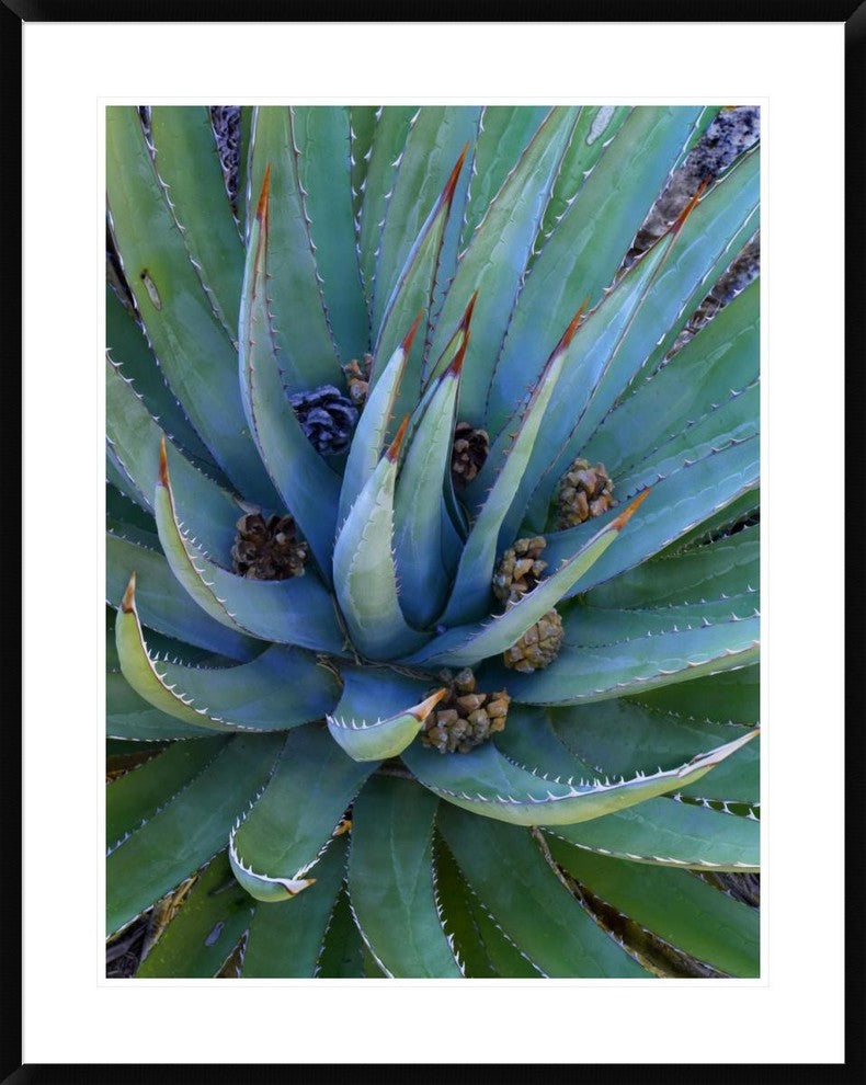 "Agave plants with pine cones, North America"  by Tim Fitzharris, 32x40"