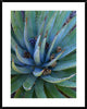 "Agave plants with pine cones, North America"  by Tim Fitzharris, 32x40"