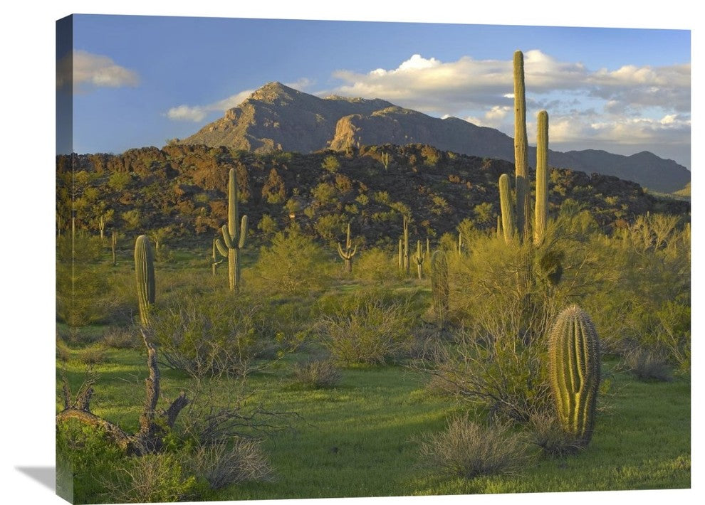 "Saguaro Picacho Mountains, Picacho Peak State Park, Arizona" Artwork, 32" x 24"