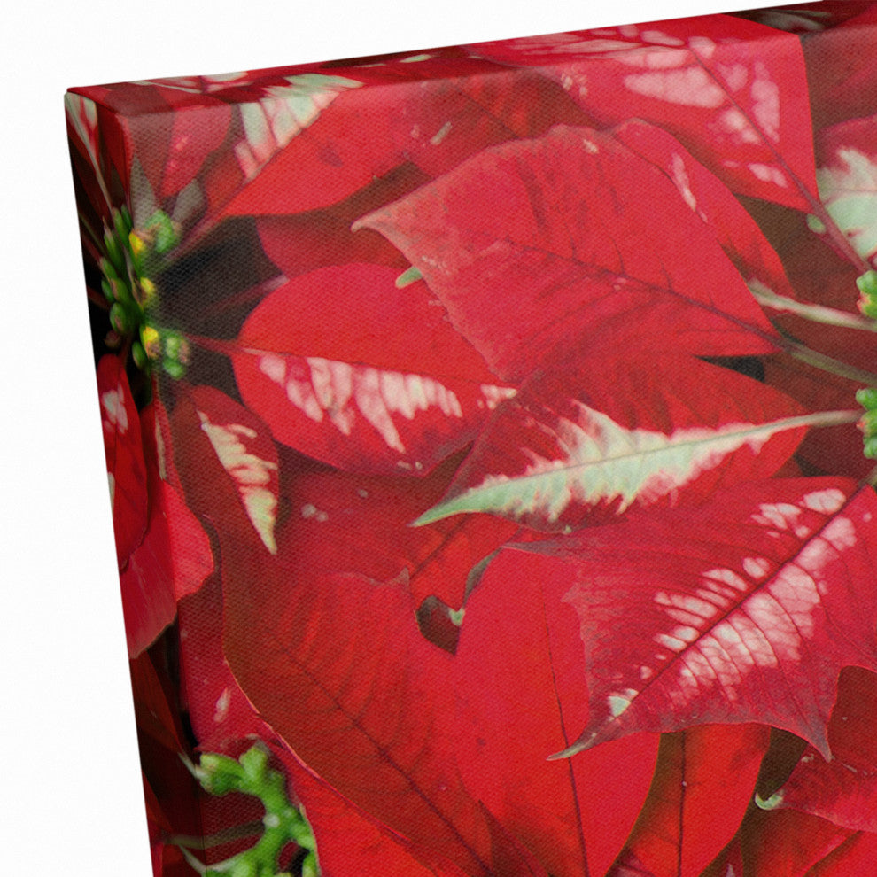 Pointsettia Blooms 2 16x24 Canvas Wall Art
