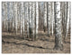 Beautiful Dense Birch Forest View, Modern Forest Canvas Art, 36x28, 3 Panels