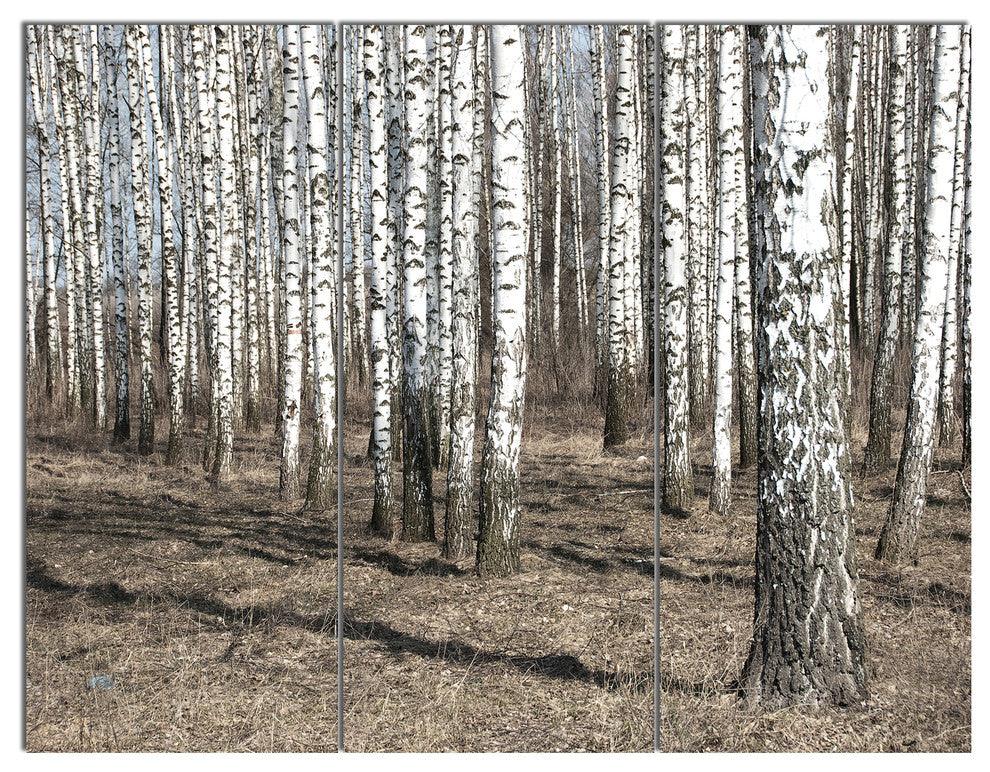 Beautiful Dense Birch Forest View, Modern Forest Canvas Art, 36x28, 3 Panels