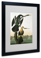 'Black-Billed Darter' Matted Framed Canvas Art by John James Audubon