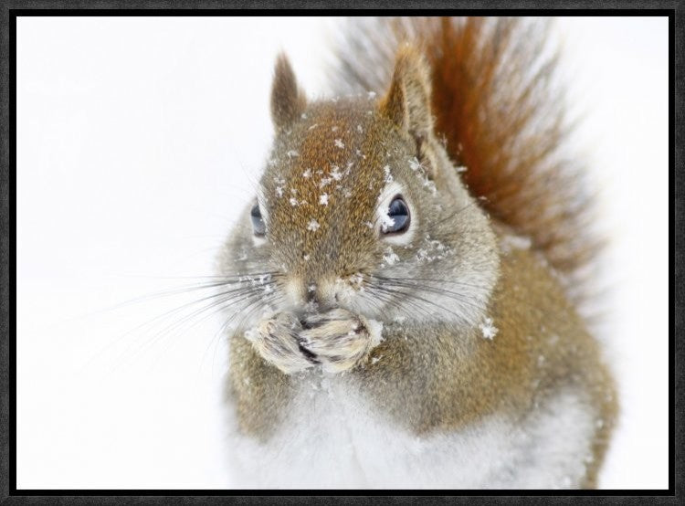 "Christmas Squirrel" Framed Canvas Giclee by Mircea Costina, 17x13"