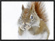 "Christmas Squirrel" Framed Canvas Giclee by Mircea Costina, 17x13"