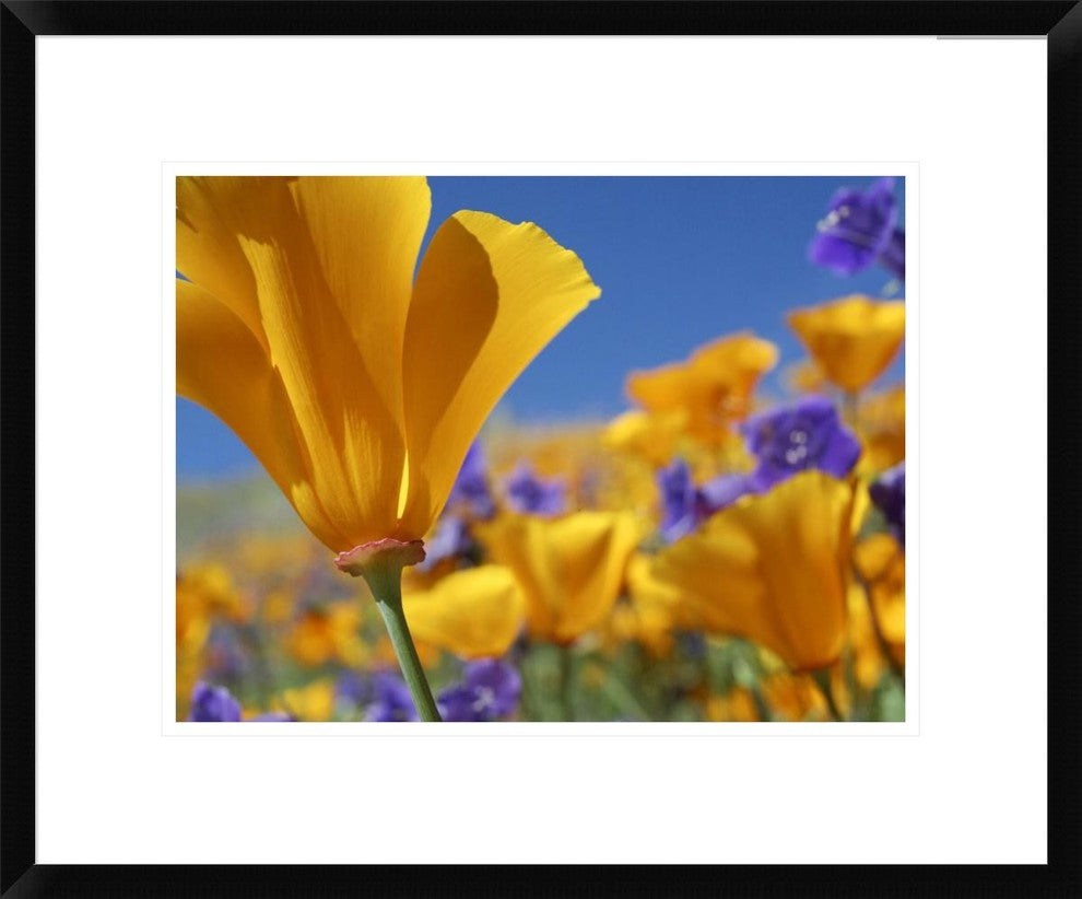 California Poppy Flowers, Antelope Valley, California, 22"x18"