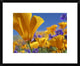 California Poppy Flowers, Antelope Valley, California, 22"x18"