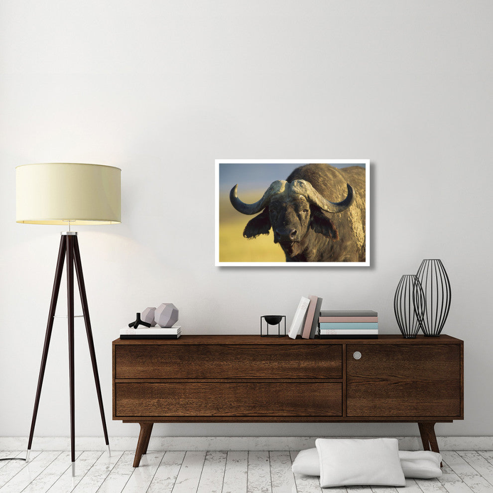 "Cape Buffalo portrait, Kenya" Digital Paper Print by Tim Fitzharris, 38"x26"