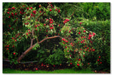 'The Apple Tree' Canvas Art by Philippe Sainte-Laudy