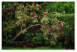 'The Apple Tree' Canvas Art by Philippe Sainte-Laudy