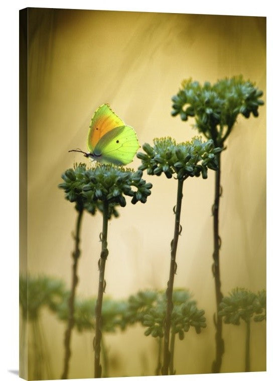 "Cleopatra" Stretched Canvas Giclee by Jimmy Hoffman, 16"x24"