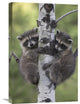 "Raccoon Two Babies Climbing Tree, North America" Artwork, 16" x 24"