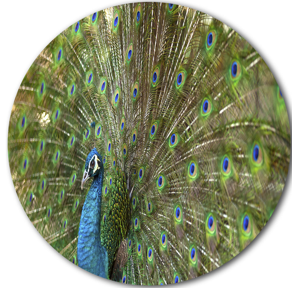 Beautiful Peacock With Feathers, Animal Disc Metal Artwork, 38"
