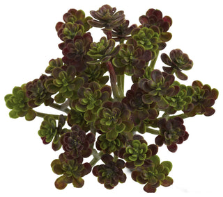 Uniform white background; cropped/zoomed view of the succulent rosettes.