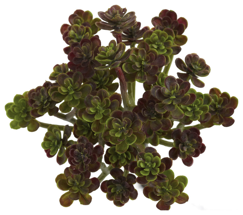 Uniform white background; cropped/zoomed view of the succulent rosettes.