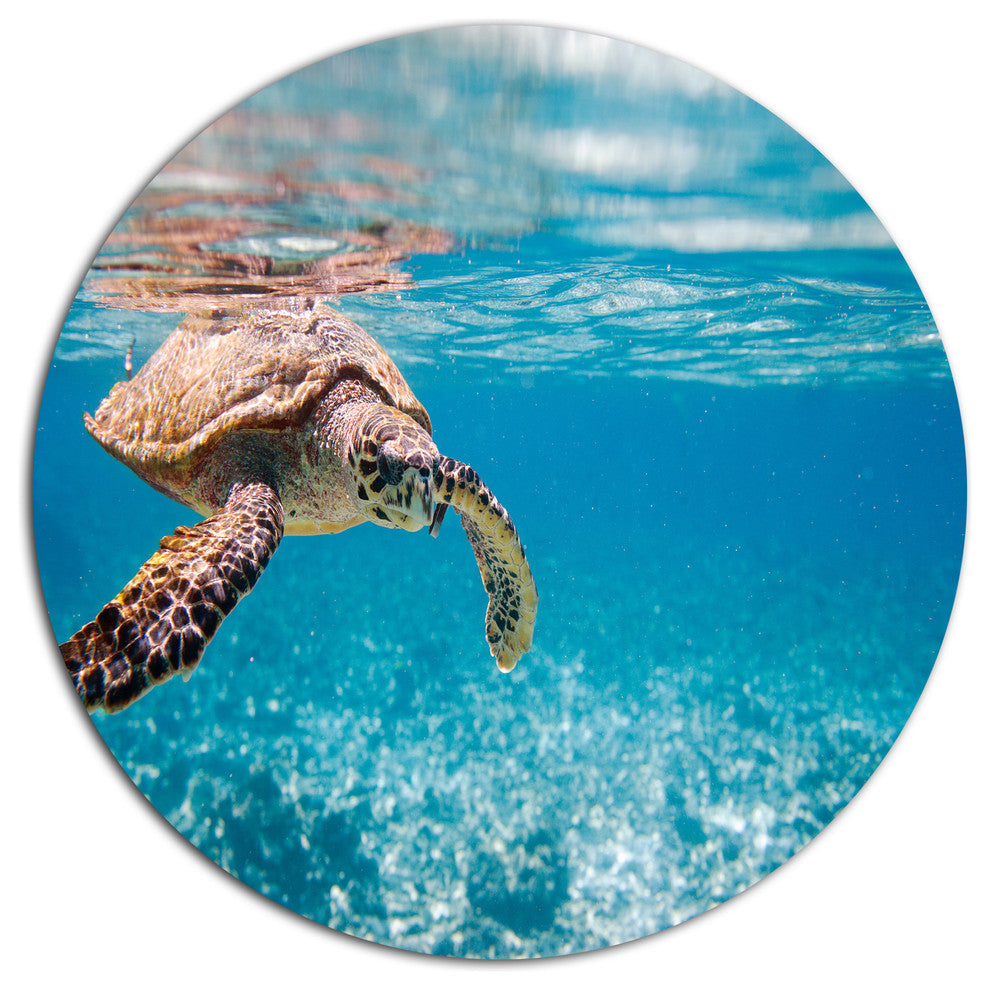 Hawksbill Sea Turtle, Animal Round Wall Art, 11"