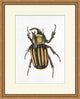 Gilded Beetle 5, Giclee Reproduction Artwork